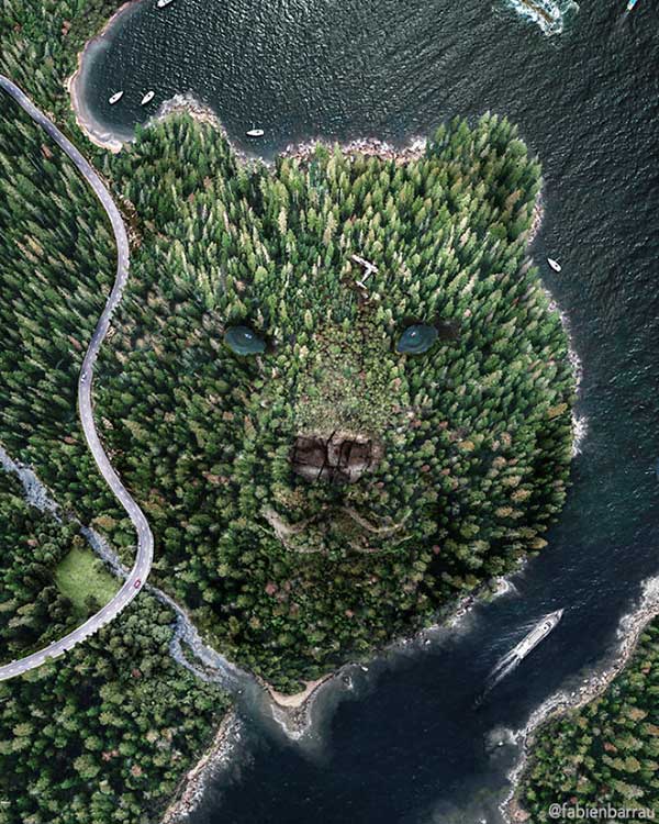 cara-oso-naturaleza.jpg