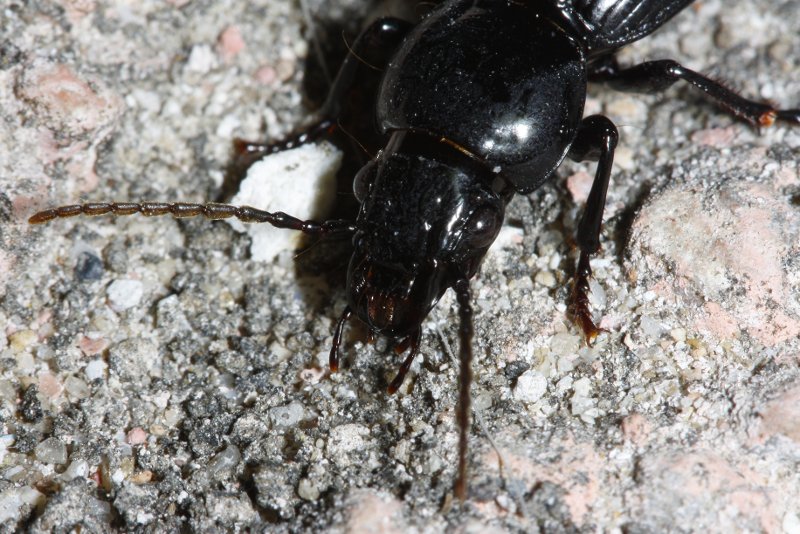 Carabidae_2329.jpg