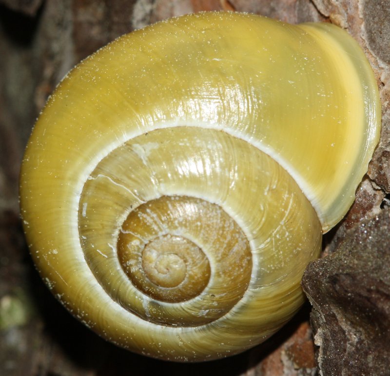 caracol.jpg