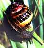 caracol.jpg