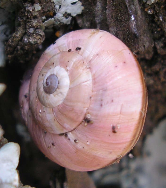 Caracol_10058.jpg