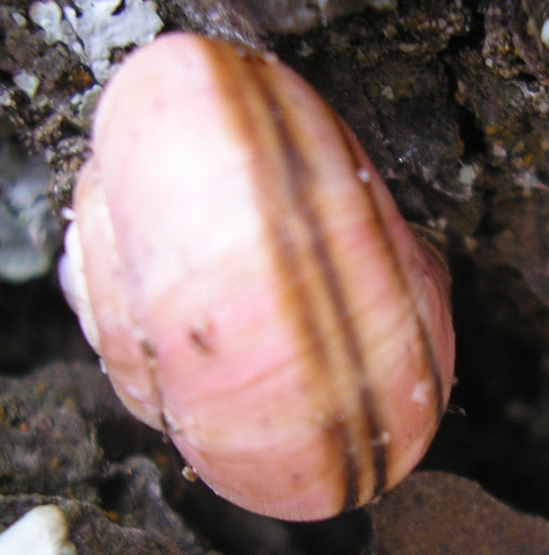 Caracol_10059.jpg