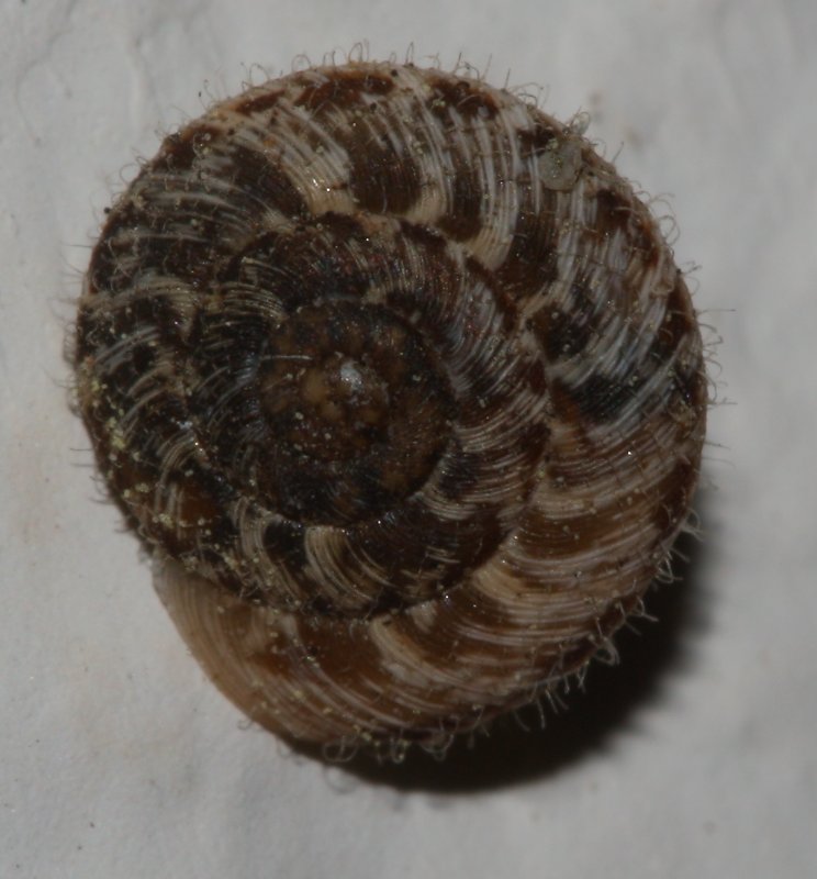 caracol_1895.jpg