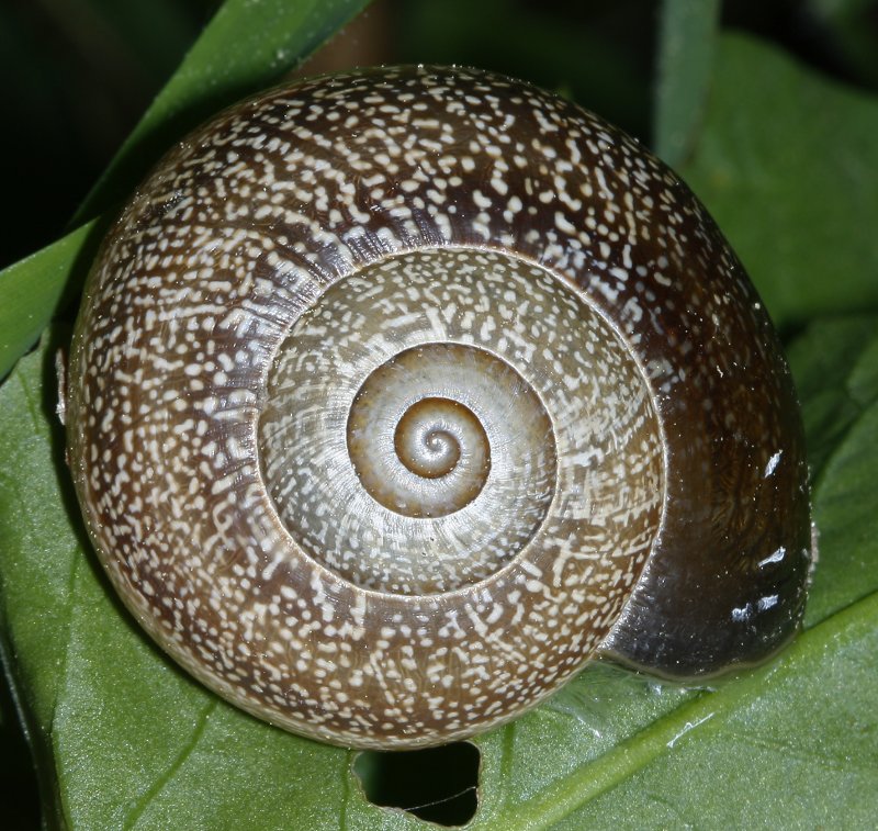 caracol_2078.jpg