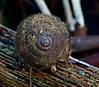 Caracol_3019_balda.JPG