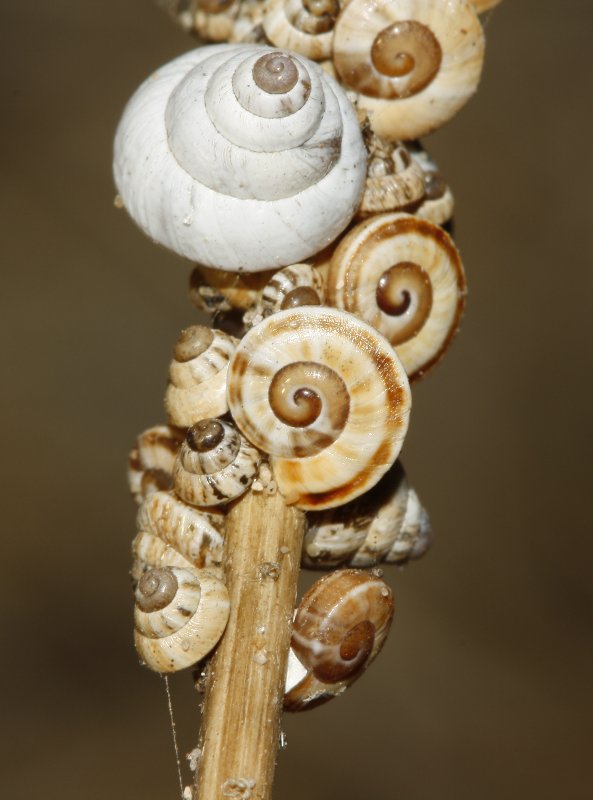 Caracol_3415.jpg