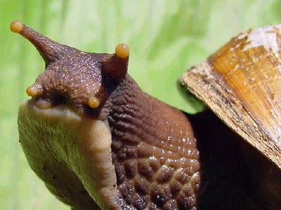 caracol_africano.jpg