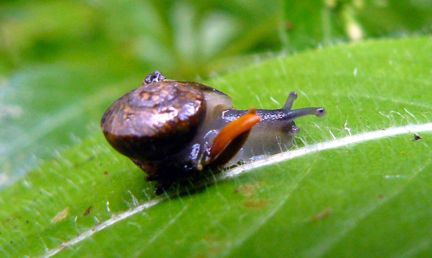 caracoldesconocido11bt2.jpg