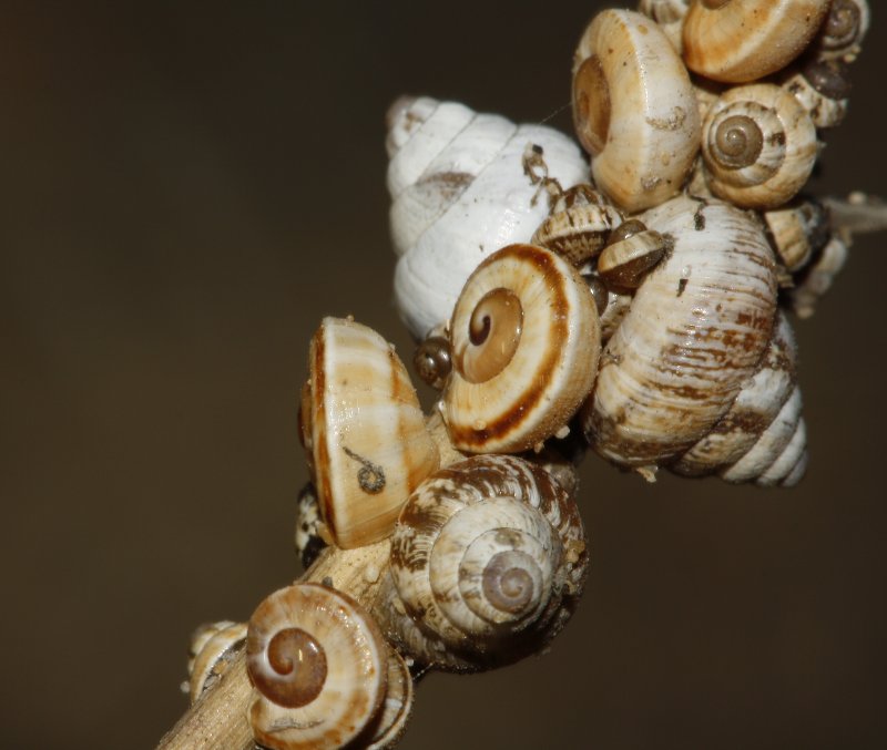 Caracoles_3417.jpg