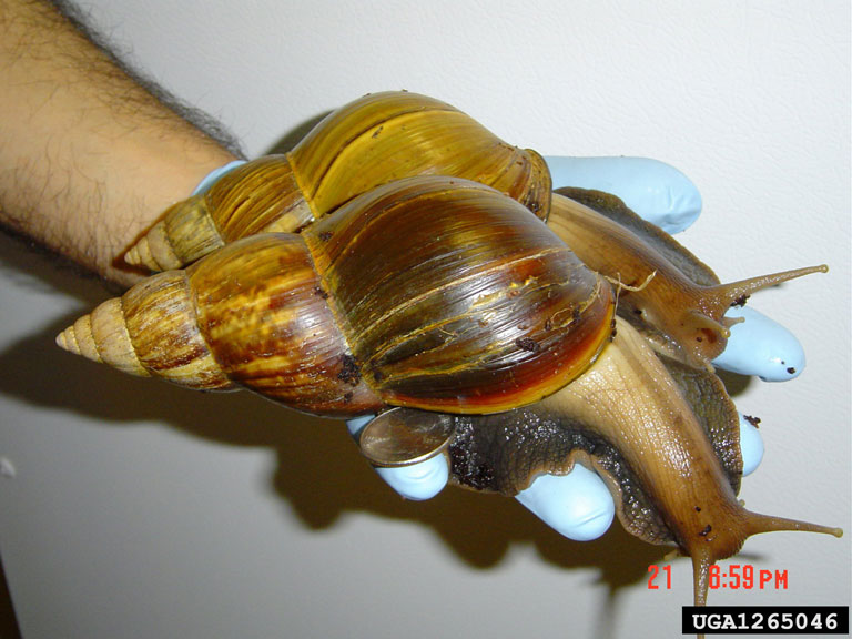 caracolesgigantesafrica.jpg