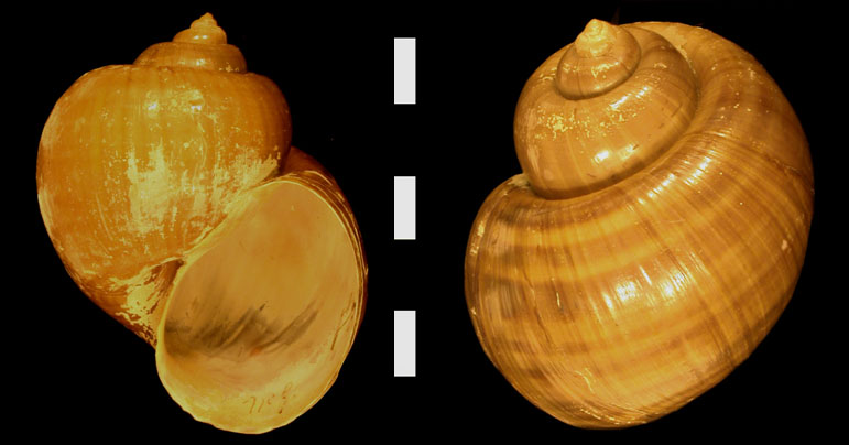 caracolmanzana.jpg