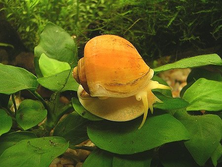 caracolmanzanapomaceabr.jpg