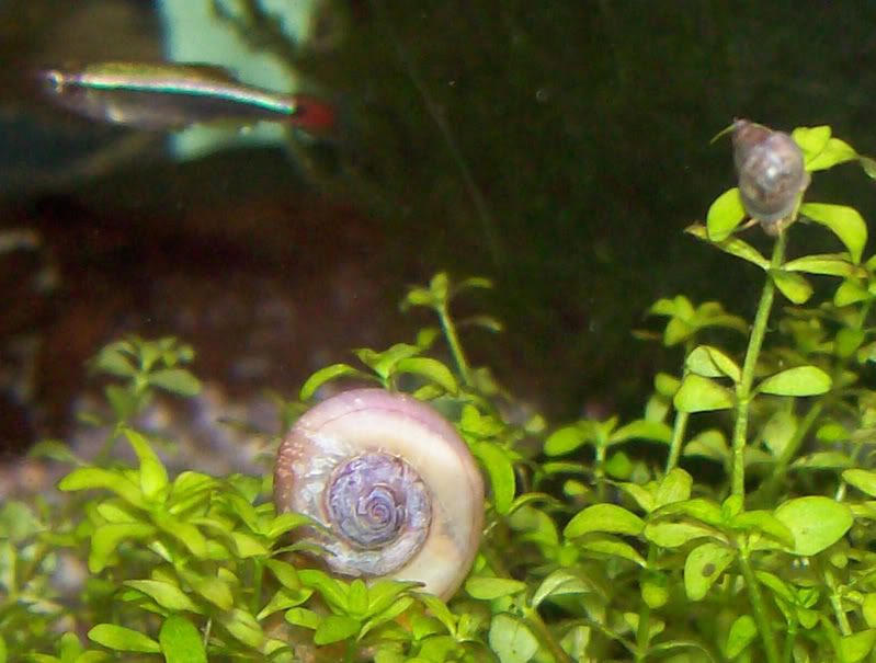 caracolmisterioso28092008_01.jpg