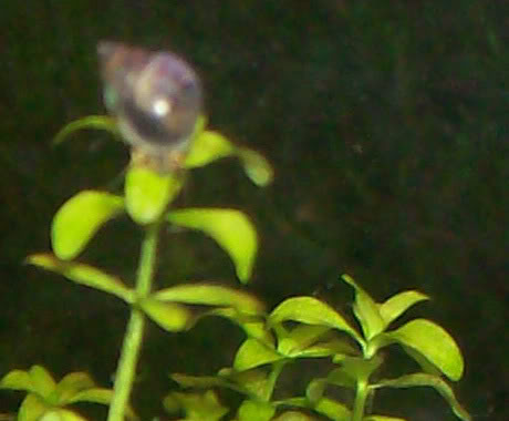 caracolmisterioso28092008_02.jpg