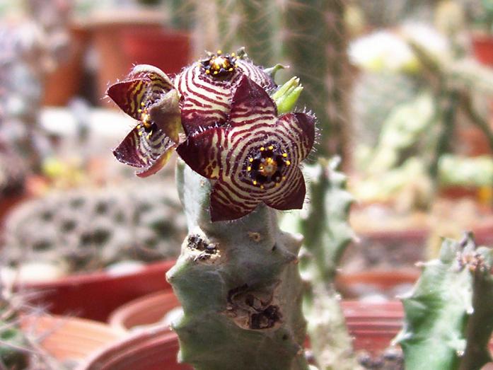 caralluma.JPG