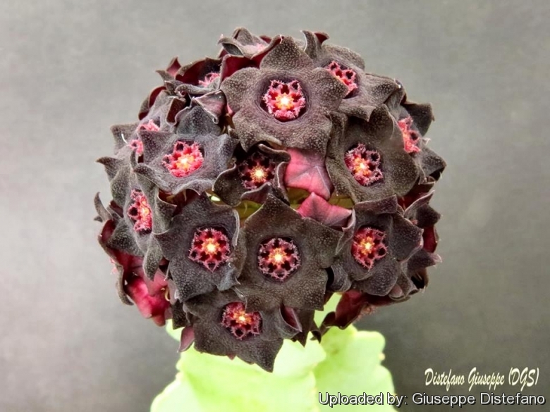 Caralluma_acutangula_27514_l.jpg