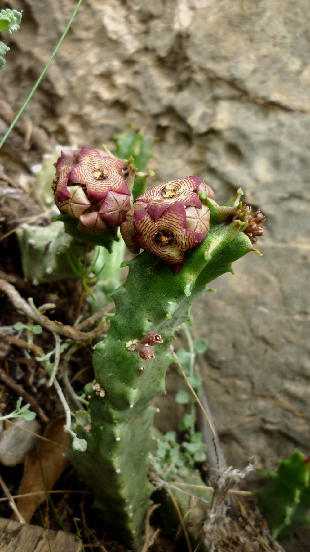 Caralluma_europaea45.JPG