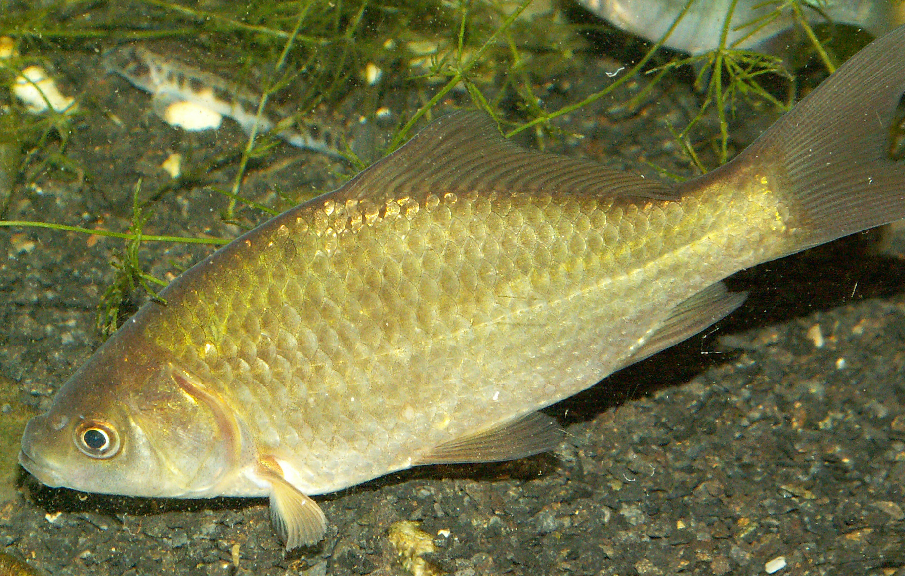 CarassiusAuratusGibelio.JPG