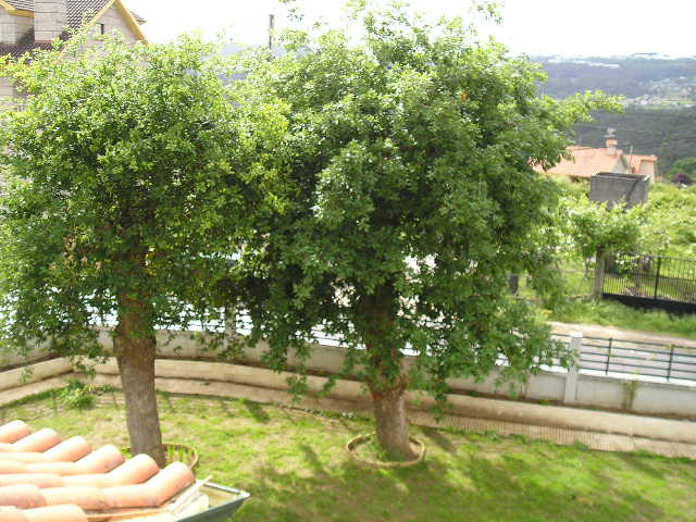 carballos%20002.jpg