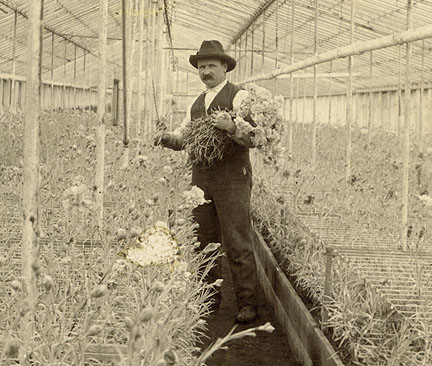 carbone-carnations.jpg