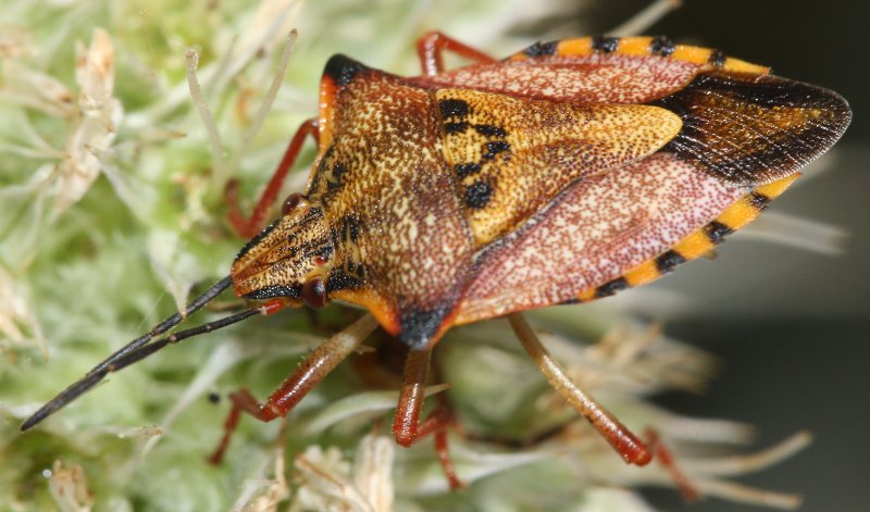 Carcoporis%20mediterraneum%20gjul.jpg