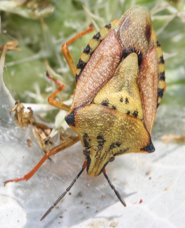 Carcoporis%20mediterraneum%20gjul1.jpg
