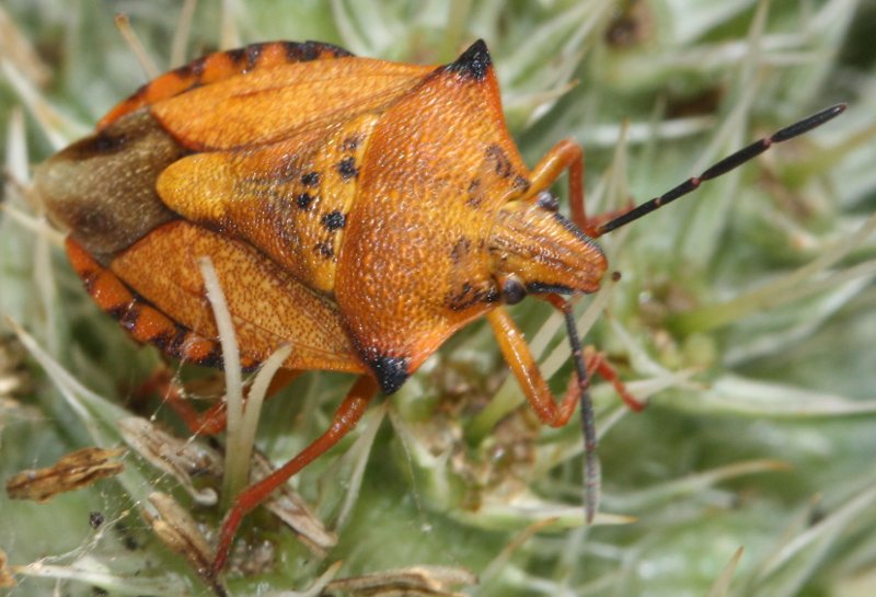 Carcoporis%20mediterraneum%20gjul2.jpg