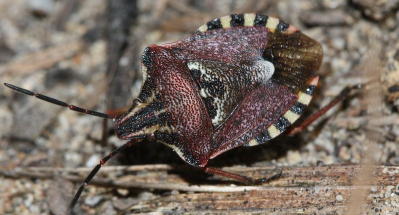 Carcoporis.jpg