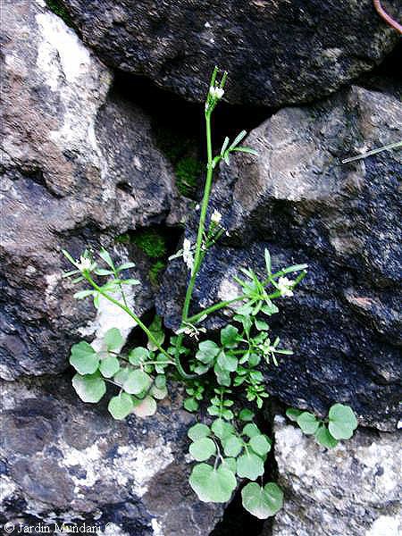 cardamine3.jpg