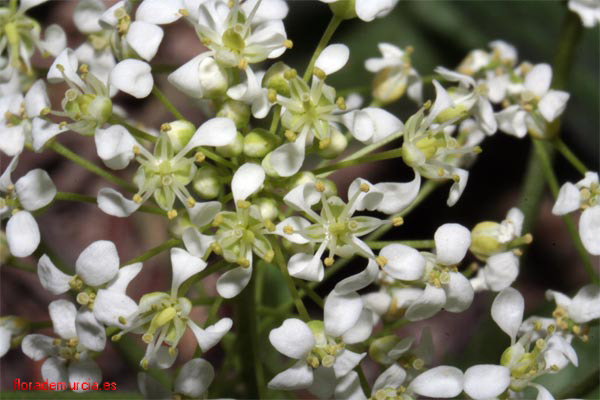 cardaria_draba_flor.jpg