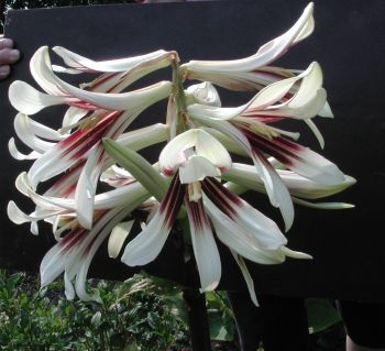 Cardiocrinum__cathayanum_eget.jpg