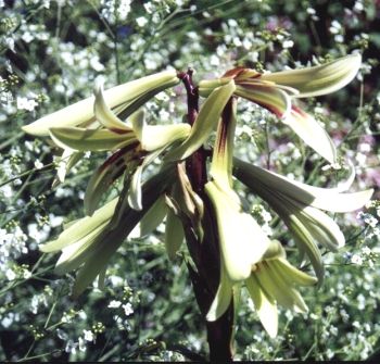 Cardiocrinum_giganteum.jpg