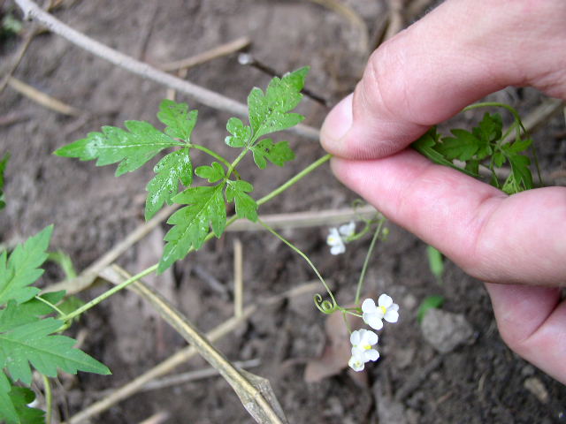 Cardiospermum%20halicacabum%20lf.JPG