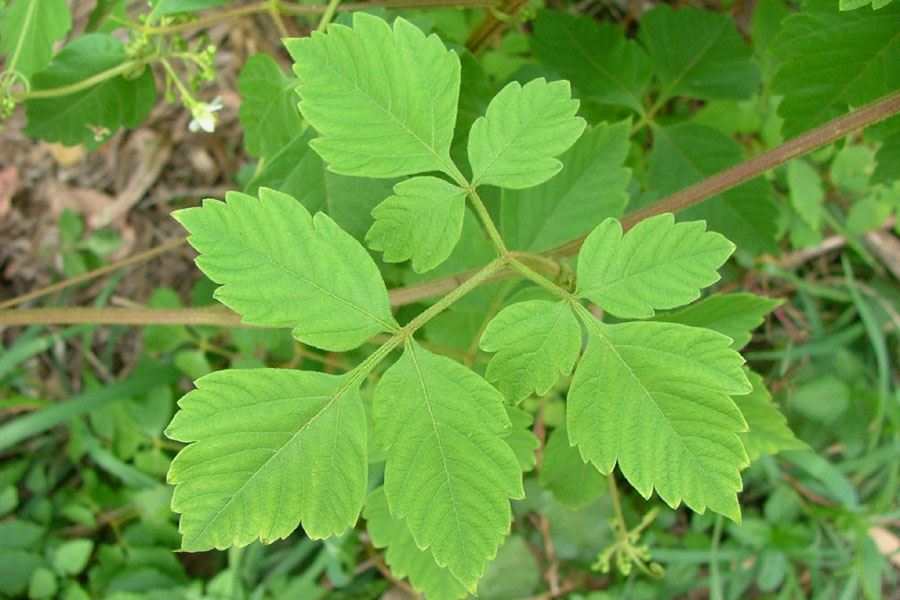 cardiospermumgrandiflorum38.jpg