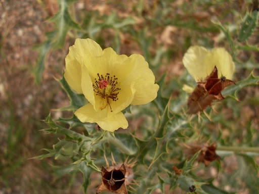 cardo%20flor%20amarilla.jpg