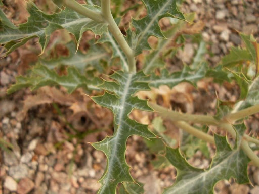 cardo%20flor%20amarilla02.jpg