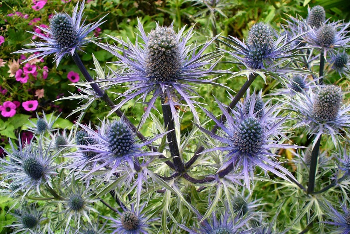 cardo-azul.jpg