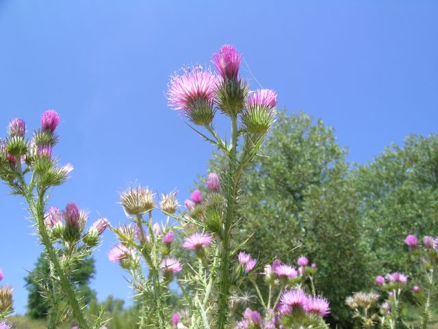 Carduus bourgeanus 07.jpg