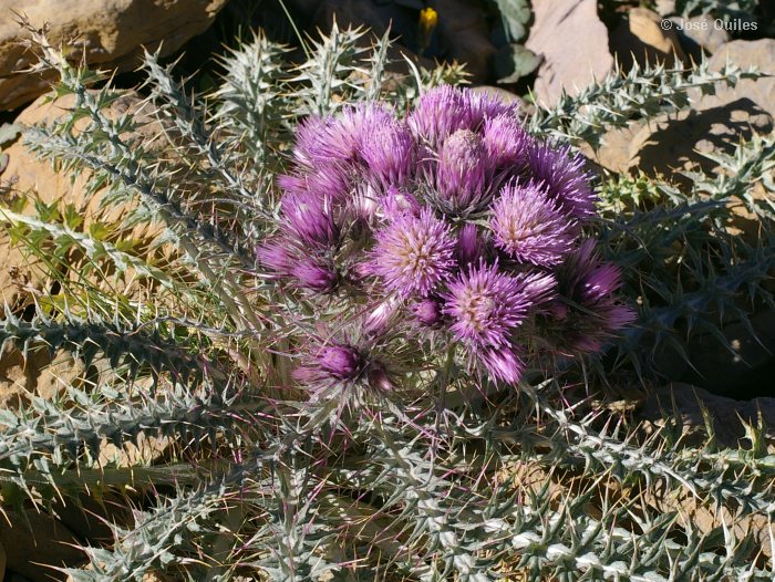 Carduus_carlinoides_carlinoides.jpg