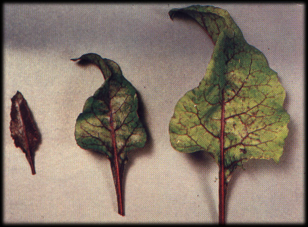 carencia+de+fosforo.jpg