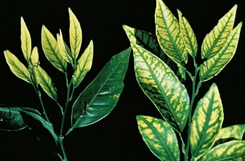 carencia-deficiencia-zinc-citricos.jpg