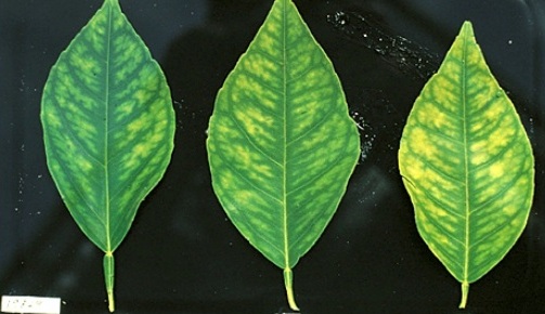 carencia-manganeso-citricos2.jpg