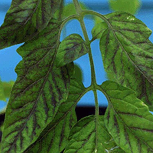 Carencia-nutricional-tomate-fosforo.jpg