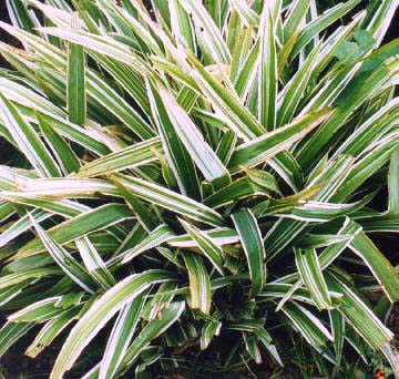 Carex%20siderosticha%20%27Variegata%27.jpg