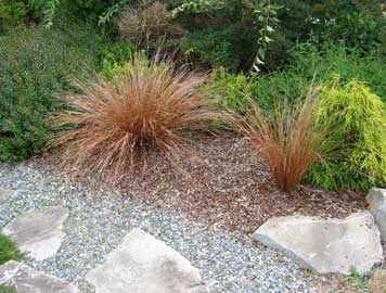carex-buchananii.jpg