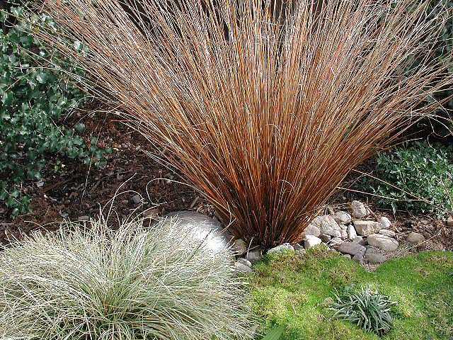 carex.jpg
