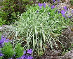 carex_ornithopoda_variegata.jpg