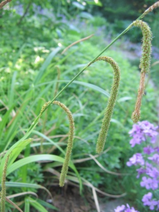CarexPendula060524b.jpg