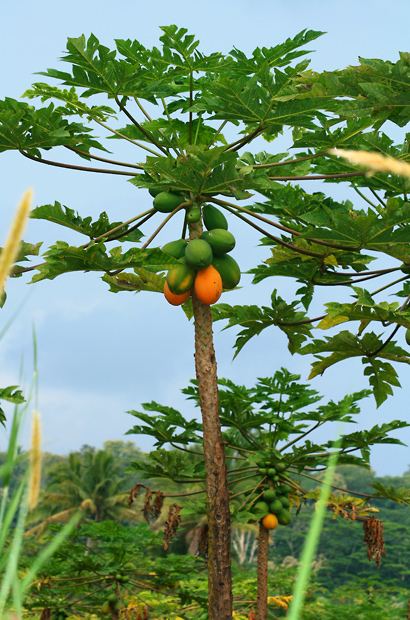 Carica-papaya-1.jpg