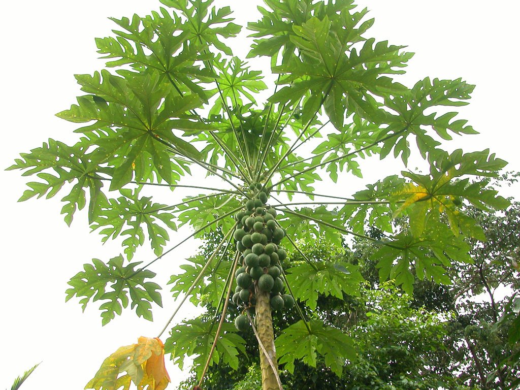 Carica-papaya-1b.jpg
